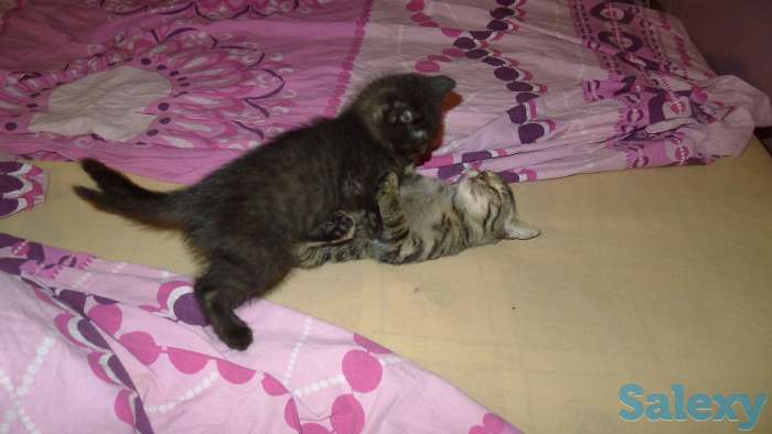 Отдам в добрые руки 2 месячного чёрного котёнка, мальчика., фотография 6