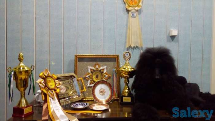 щенки королевского пуделя, фотография 5