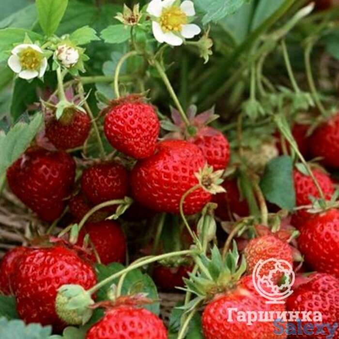 Семена Клубника Женева 10шт, фотография 1