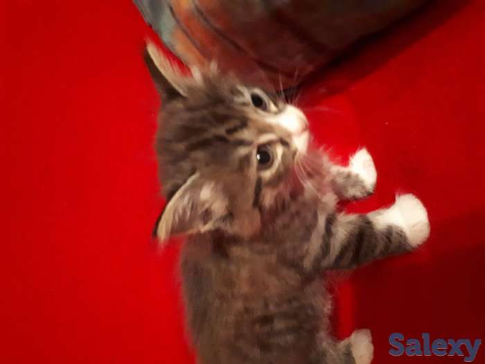 Подарю домашних котят в добрые руки, фотография 1