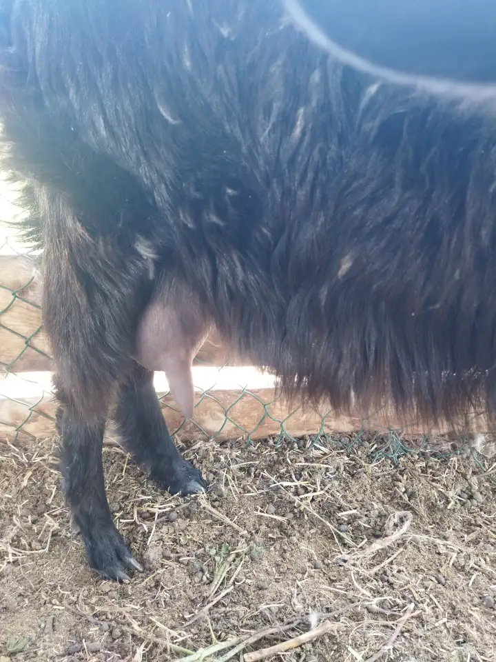 Продам козу молочной породы, фотография 2