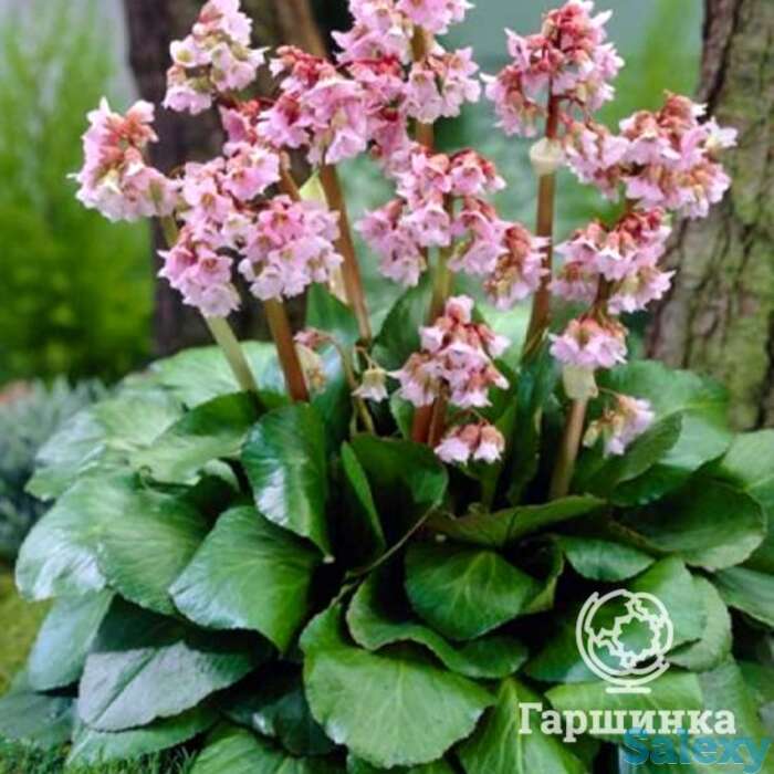 Бадан Беби Долл, фотография 1