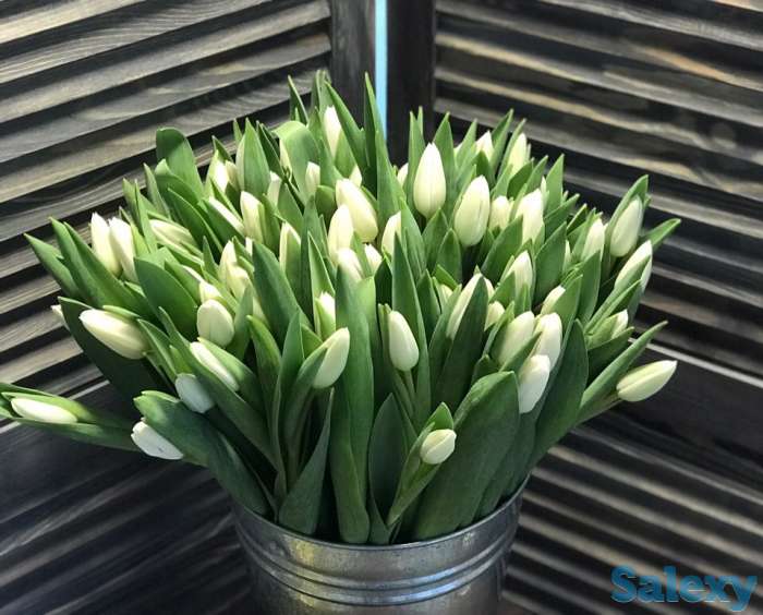 Тюльпаны оптом, фотография 10