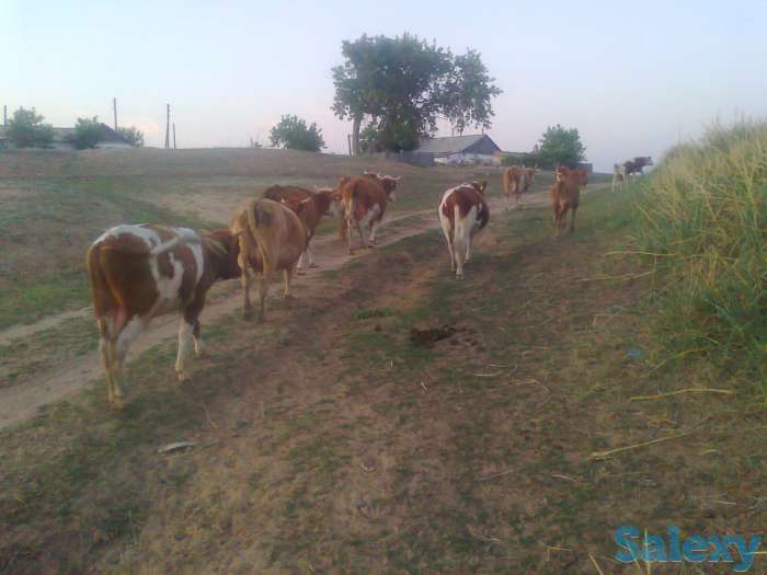 Крс оптом 29 голов 500$, фотография 2