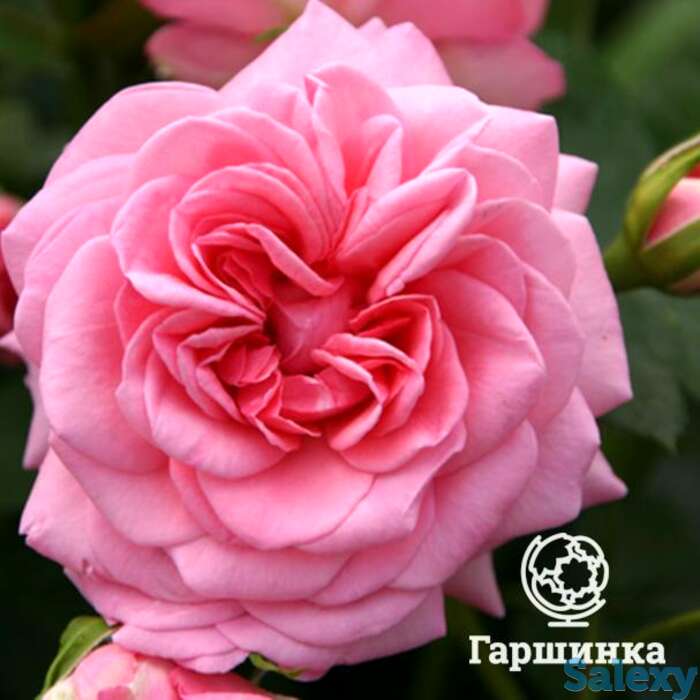 Роза мамма миа, пулсен, фотография 1