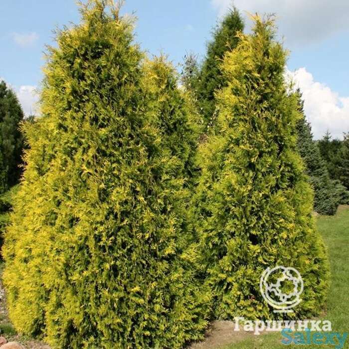 Туя западная еллоу риббон., фотография 1