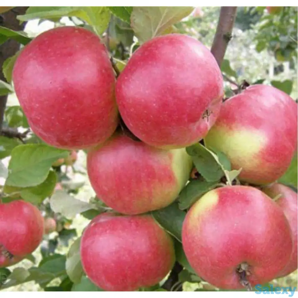 Саженец яблони 