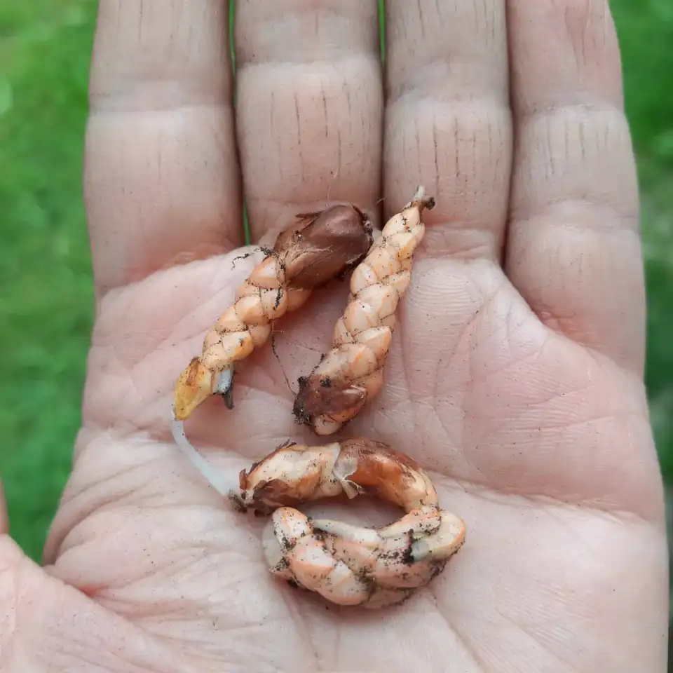 Цветок оксалис, фотография 3