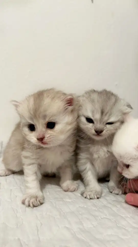 Шотландские чистокровные котята, котенок  редкие окрасы, фотография 5