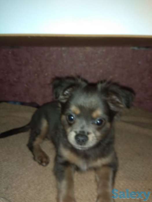 Чихуахуа, фотография 2