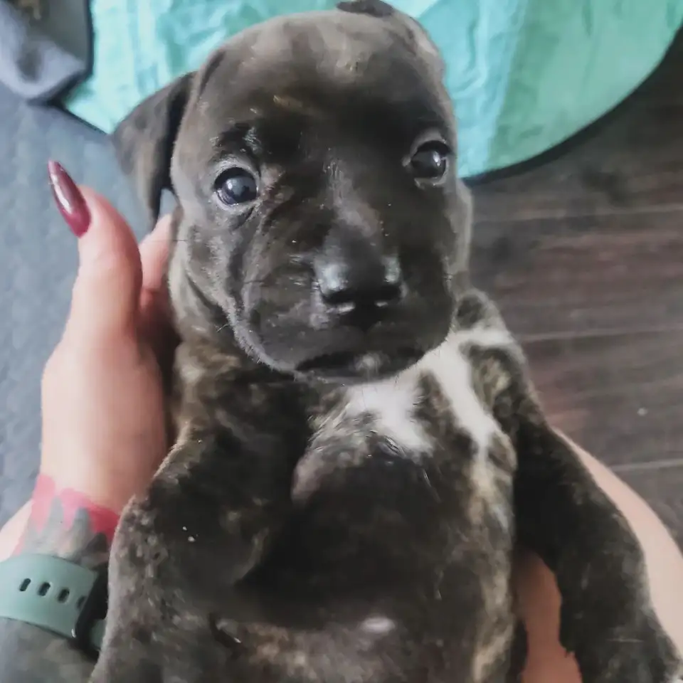 Щенки ПИТСТАФФ остались девочки, фотография 5