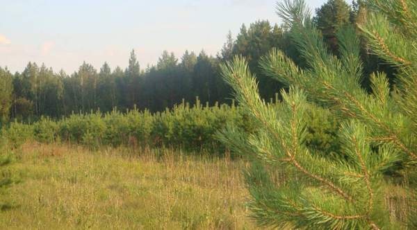 Новогодние елочки опт 1100тенге,розница 1300тенге, фотография 1