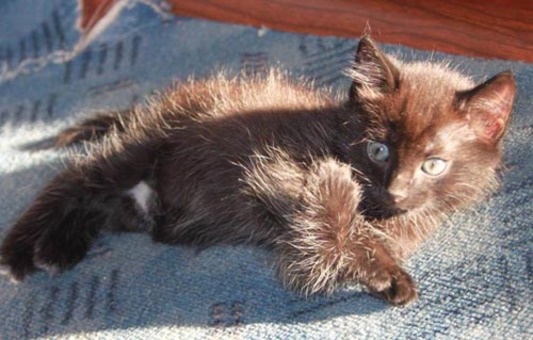 Отдам черного котенка, фотография 1