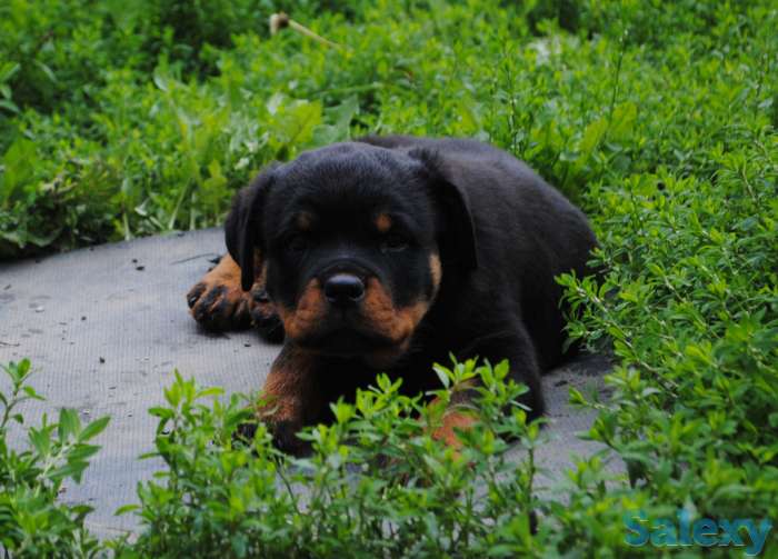 Щенки ротвейлера, фотография 1