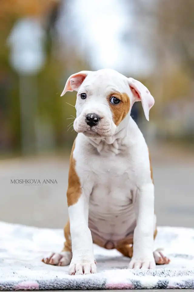 Американский стаффордширский терьер щенки продажа, фотография 10
