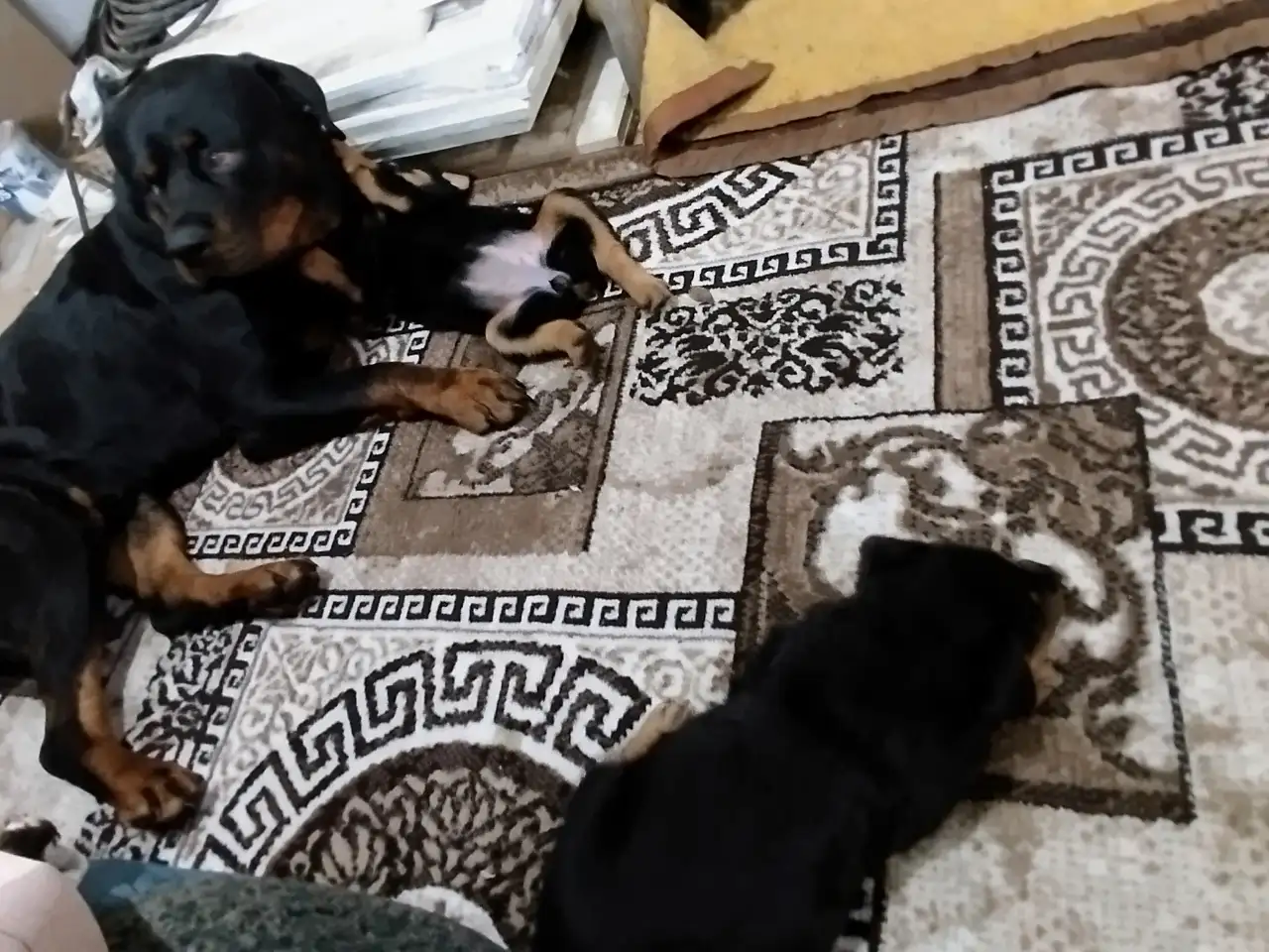 Продам, фотография 5