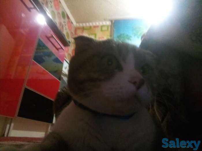 Продажа продаются котята им два месяца, фотография 3