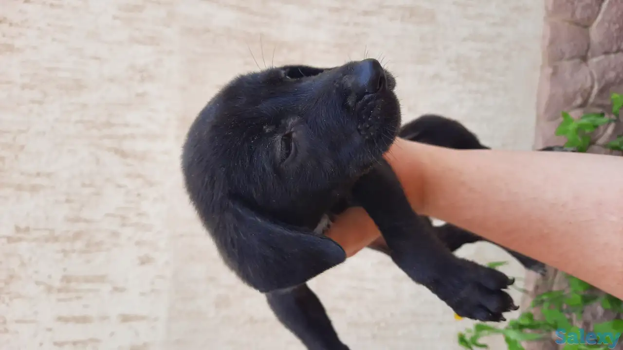 продам щенков, порода курцхаар, фотография 9