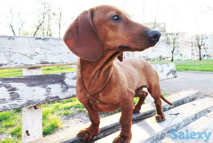 Продадим молодую симпатичную таксу - мальчик 12 месяцев с документами, фотография 2