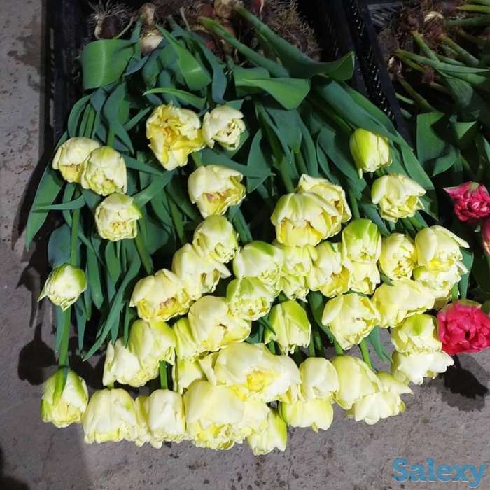 Тюльпаны оптом к 8 марта, фотография 16