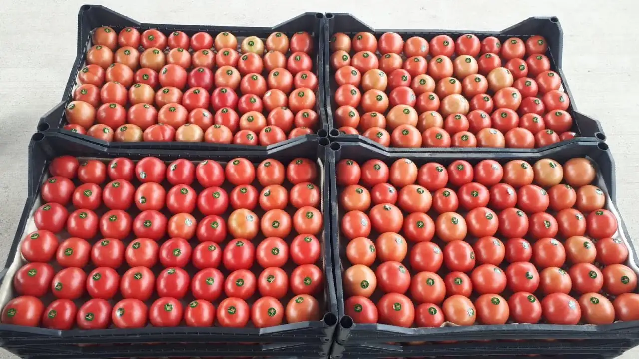 Продаю зелёные бобы Маш, фотография 2