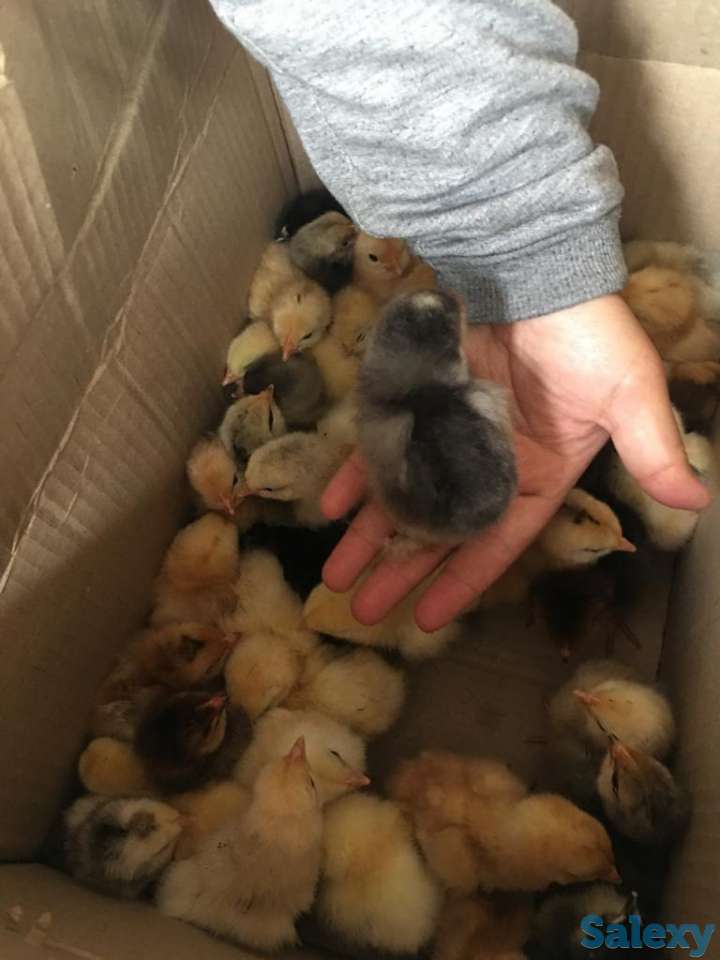 цыплята от домашних кур. балапан уйдін тауыктарынан, фотография 2