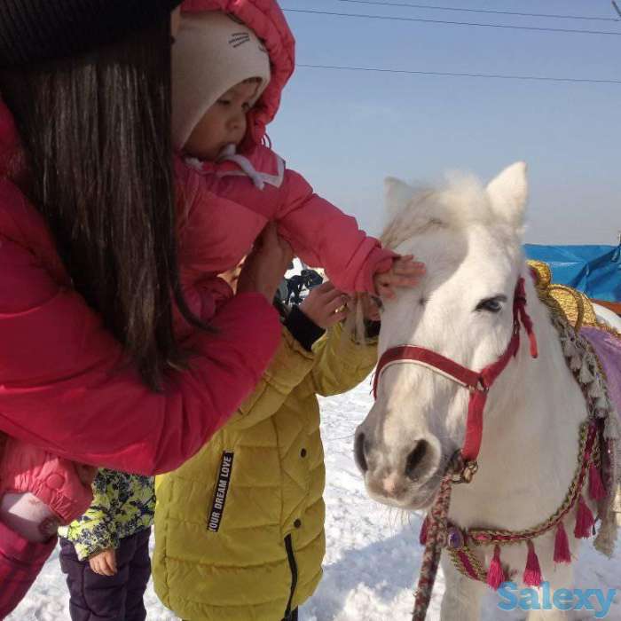 катание на санях, фотография 5