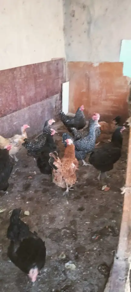 Продается дом, 74,1 кв.метра, тупик Некрасова 7, фотография 15