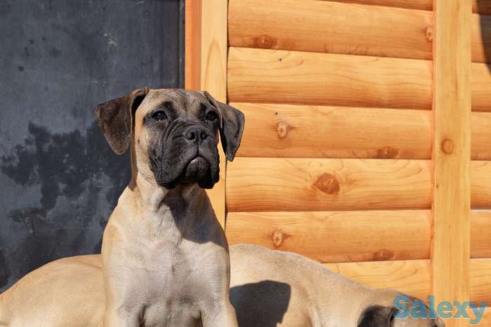 Щенки Бульмастифа, фотография 5