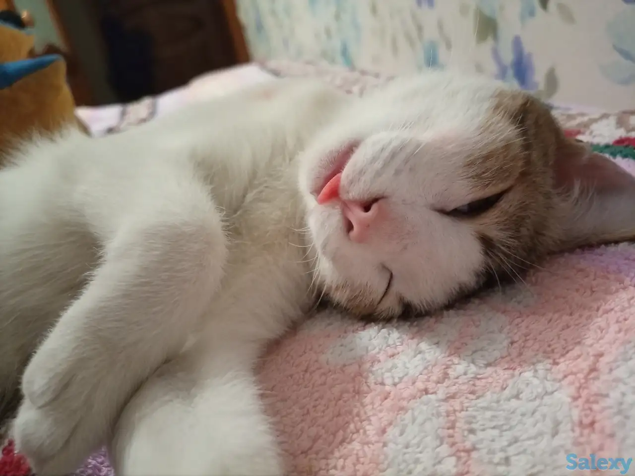 Ищем заботливых и любящих хозяев для Леопольда, фотография 2