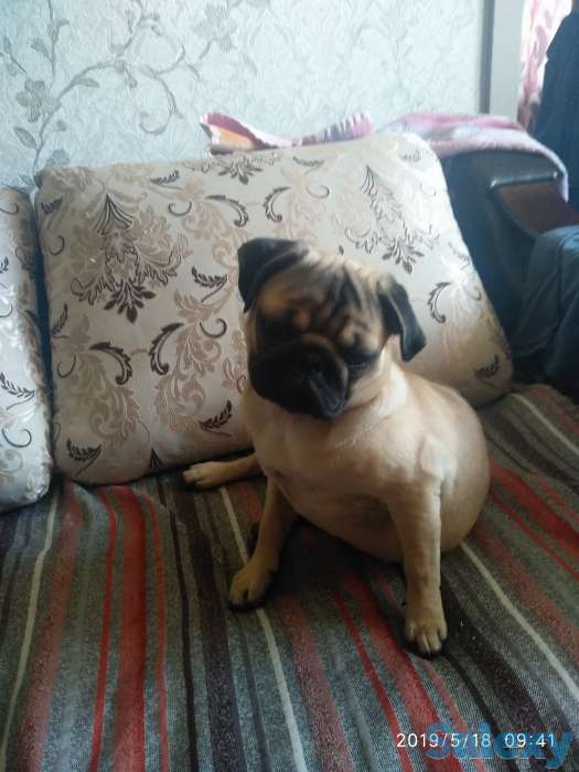 Продам, собачку мопса. Шесть месяцев, с элитного питомника. Приучина ходить  в туалет на улицу., фотография 3