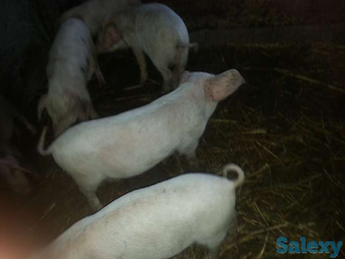 Продаю поросят, фотография 1