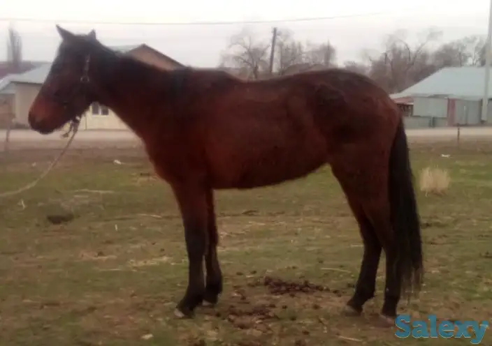 табун породистых лошадей, фотография 5