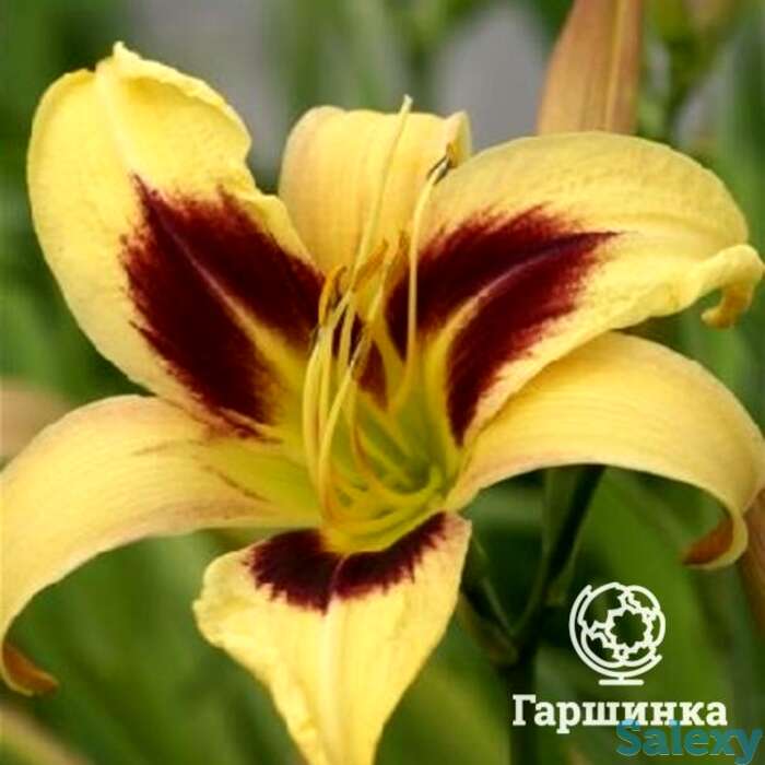 Лилейник Интермедия, фотография 1