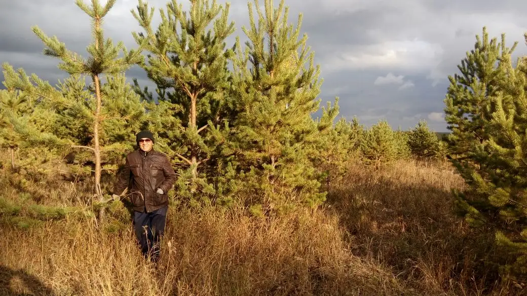 Озеленение и благоустройство территорий, фотография 2