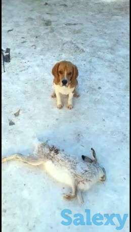 Продам собаку породы бигль, фотография 1