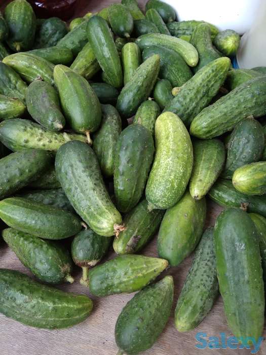 Продам огурцы, помидоры дачные, фотография 1