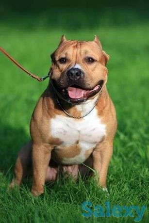 Продам питбуль кобель, фотография 1