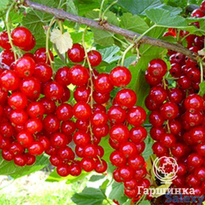 Смородина Сахарная, фотография 1