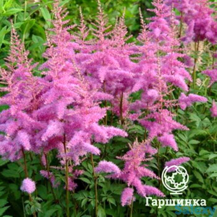Астильба арендса Аметист, фотография 1