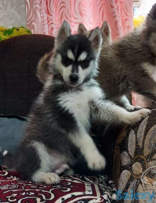 Срочно продам чистокровных  щенков сибирской хаски .3 месяца девочка и мальчик ., фотография 1