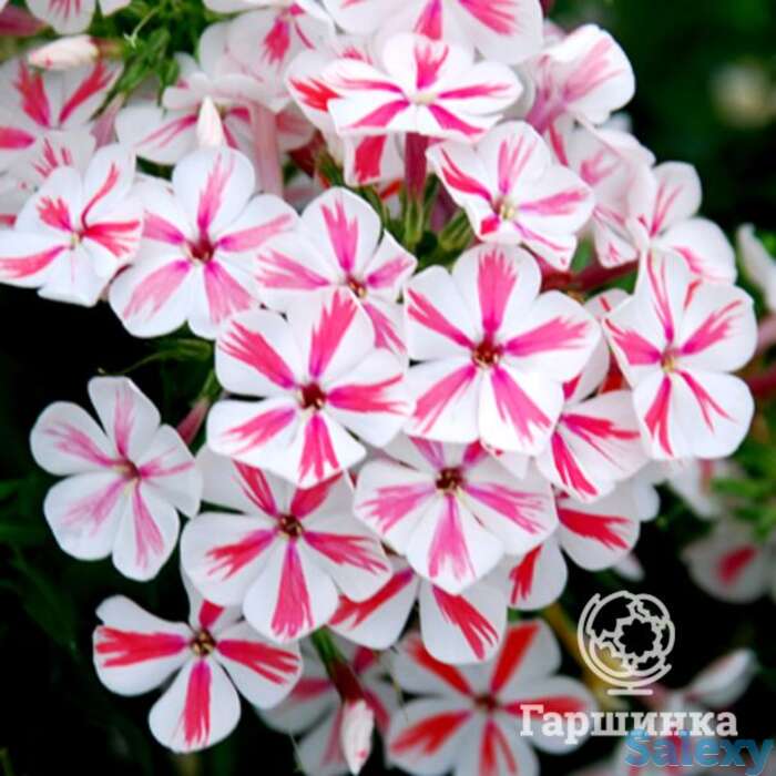 Флокс метельчатый твистер, фотография 1