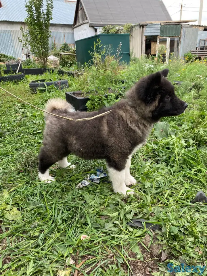 Шикарные девочки Американской Акиты, фотография 3