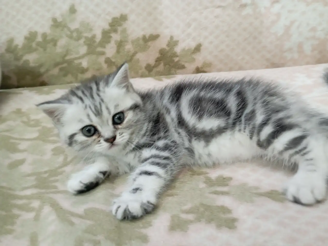 Продам котят породы Скоттиш Страйт., фотография 1