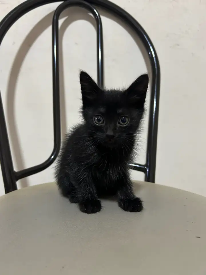 Отдам котят в хорошие руки, фотография 1