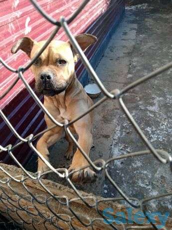 Продаю собаку,породистая., фотография 1