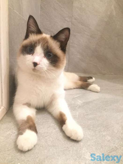 Отдаём кота, фотография 1