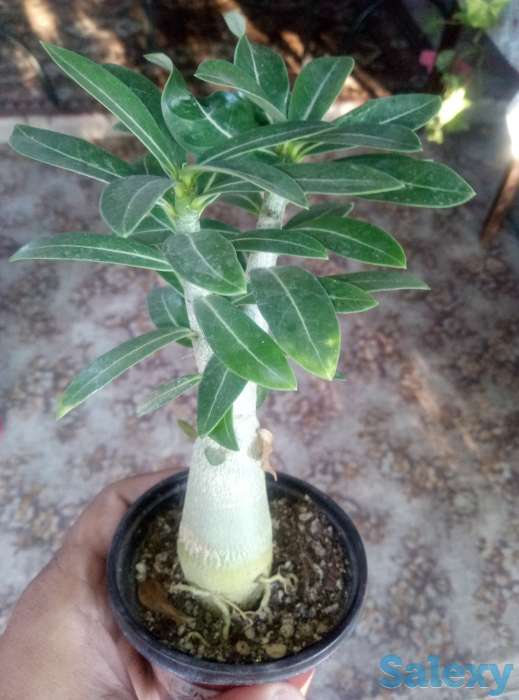 Адениум, фотография 7