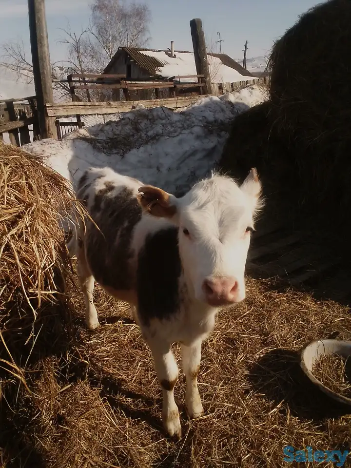 Продам тёлочку возраст пол года, фотография 1