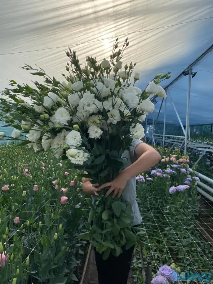 Тюльпаны оптом, фотография 8